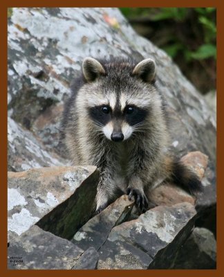 raccoon-young 6-23-08 4d847b.JPG