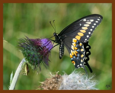 butterfly-(black swallowtail) 6-25-08 4d439b.JPG