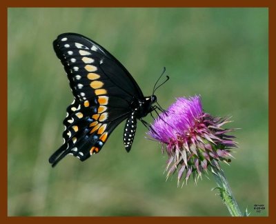 butterfly-(black swallowtail) 6-25-08 4d446b.JPG