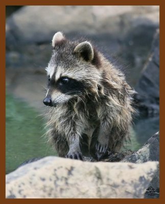 raccoon-young 6-26-08 4d577b.JPG