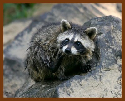 raccoon-young 6-26-08 4d624b.JPG
