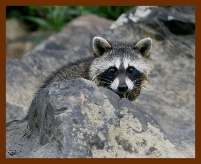 raccoon-young 6-26-08 4d610b.JPG