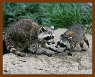 raccoon-young 6-26-08 4d566b.JPG