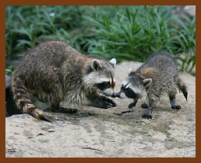 raccoon-young 6-26-08 4d565b.JPG