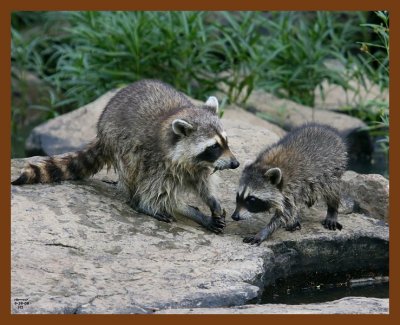 raccoon-young 6-26-08 4d540b.JPG