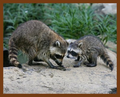 raccoon-young 6-26-08 4d526b.JPG