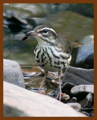 louisiana waterthrush 6-26-08 4d508b.JPG