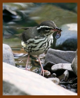 louisiana waterthrush 6-26-08 4d505b.JPG