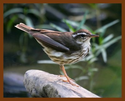 louisiana waterthrush 6-26-08 4d606b.JPG