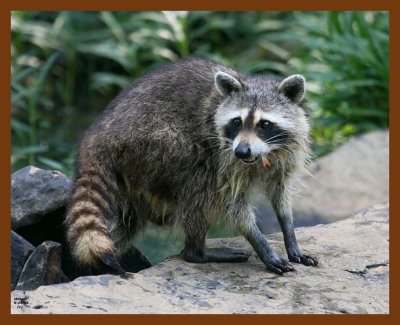 raccoon 6-24-08 4d156b.JPG