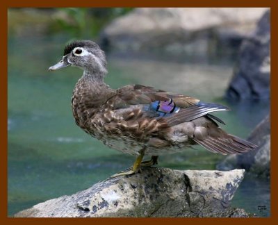 wood-duck 6-23-08 4d952b.JPG