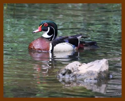 wood-duck 6-8-08 4d437b.JPG