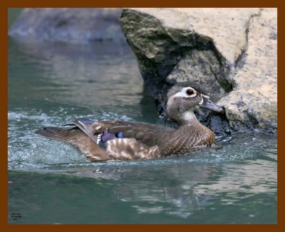 wood-duck 6-24-08 4d029b.JPG