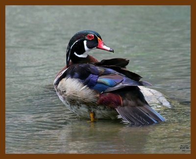 wood-duck 6-23-08 4d974b.JPG