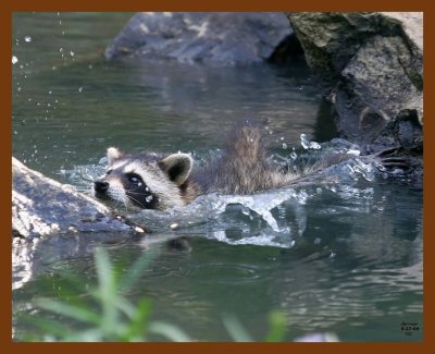 raccoon-young 6-27-08 4d793b.JPG