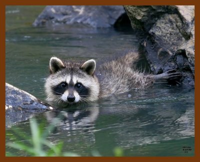 raccoon-young 6-27-08 4d803b.JPG