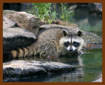 raccoon-young 6-27-08 4d772b.JPG