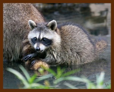 raccoon-young 7-1-08 4d086b.JPG