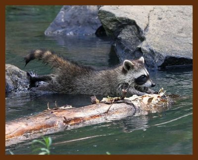 raccoon-young 7-1-08 4d125b.JPG