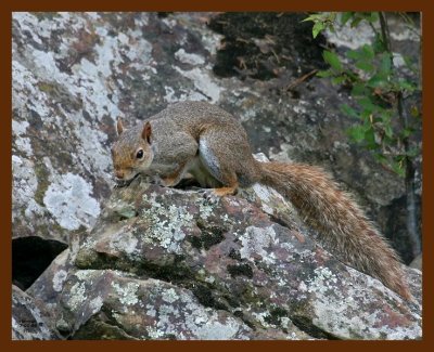 gray-squirrel 7-1-08 4d042b.JPG
