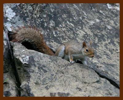 gray-squirrel 7-1-08 4d009b.JPG