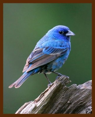 indigo bunting 7-6-08 4d662b.JPG