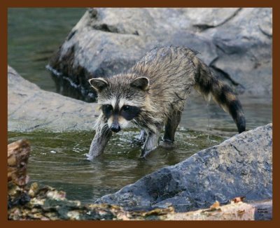 raccoon-young 7-3-08 4d367b.JPG