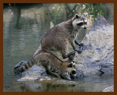 raccoon-young 7-1-08 4d133b.JPG