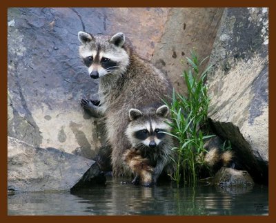raccoon-young 7-1-08 4d156b.JPG