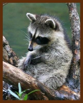 raccoon-young 7-9-08 4d207b.JPG