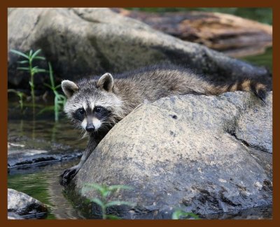 raccoon-young 7-8-08 4d890b.JPG