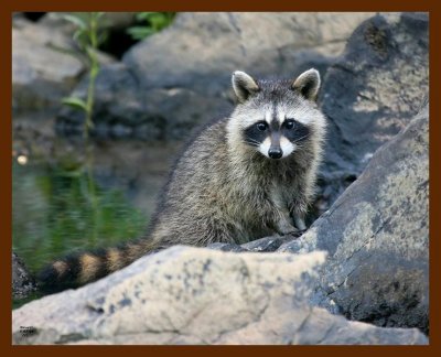 raccoon-young 7-7-08 4d756b.JPG