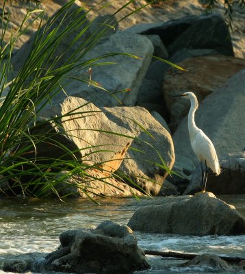 Egrets @ San Gabriel Valley River