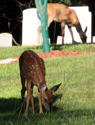 Accidental Deer
