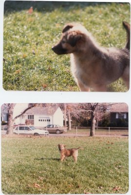 Puppy Ginger came aboard in 1985