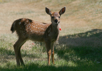 Fawn