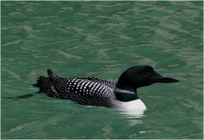 Common Loon