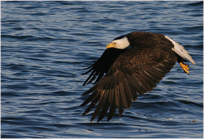 Bald Eagle - Sovereign of the Sky