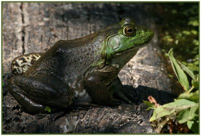 Bullfrog