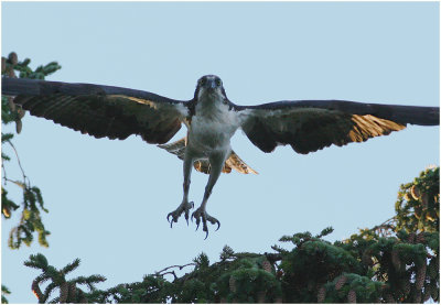 Osprey