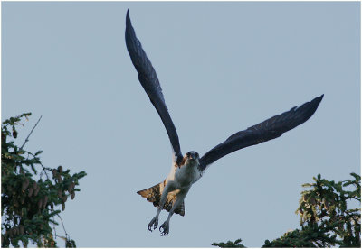 Osprey