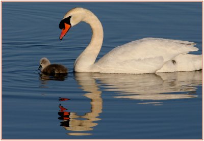 Birds - Swans