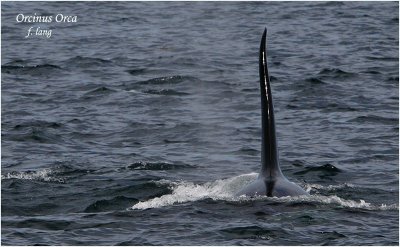 Orcinus Orca aka Killer Whale