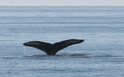 Humpback Whale Diving