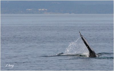 Humpback Whale immediately prior to surfacing ...