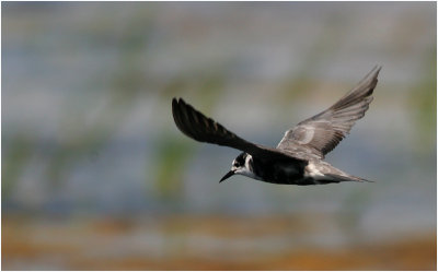 Black Tern - adult nonbreeding plumage