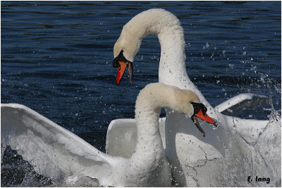 Mute Swans - Battle for Supremacy
