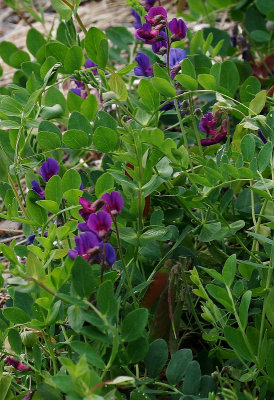 Beach Pea