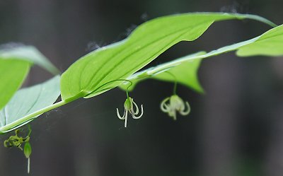 Wildflowers and Plants of Alaska