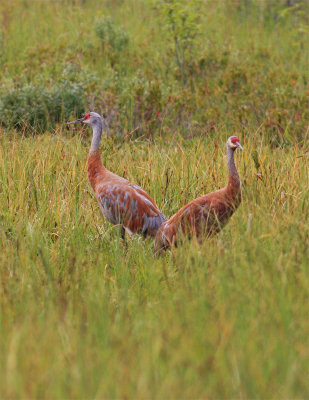 Sandhill Cranes